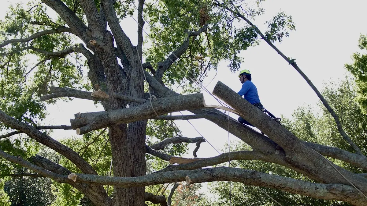 Professional Crown Thinning performed by certified arborists in North Berwick